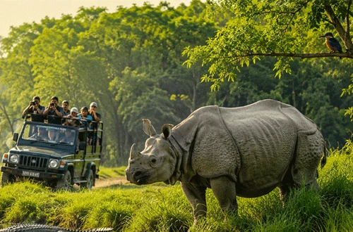 Jungle Safari Tour